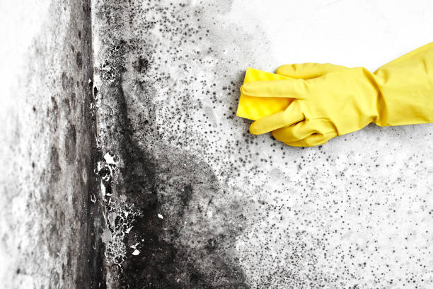 Best Airborne Mold Testing  in National Harbor, MD